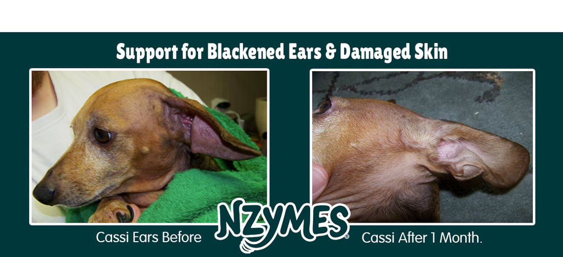 Dog Ear Infections