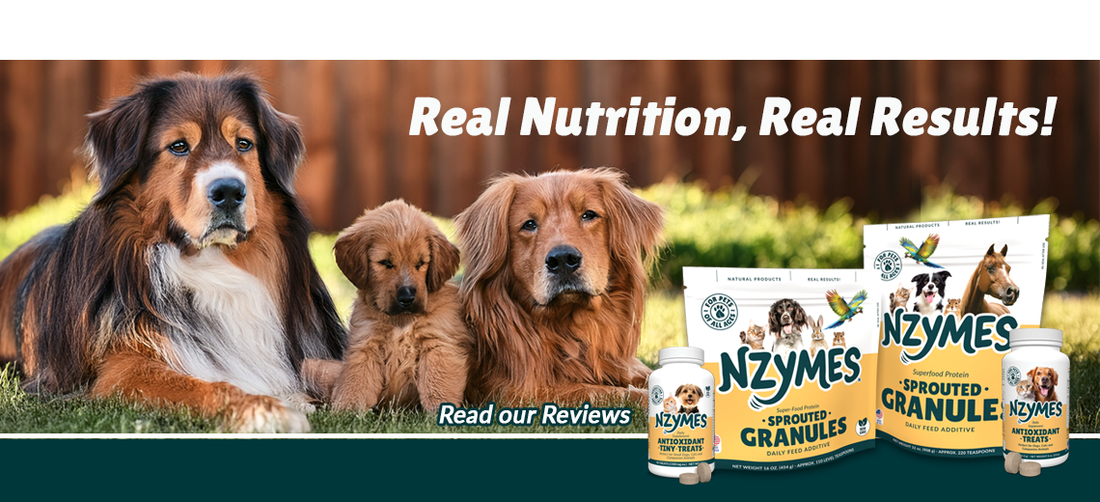 Nzymes® Dog Health