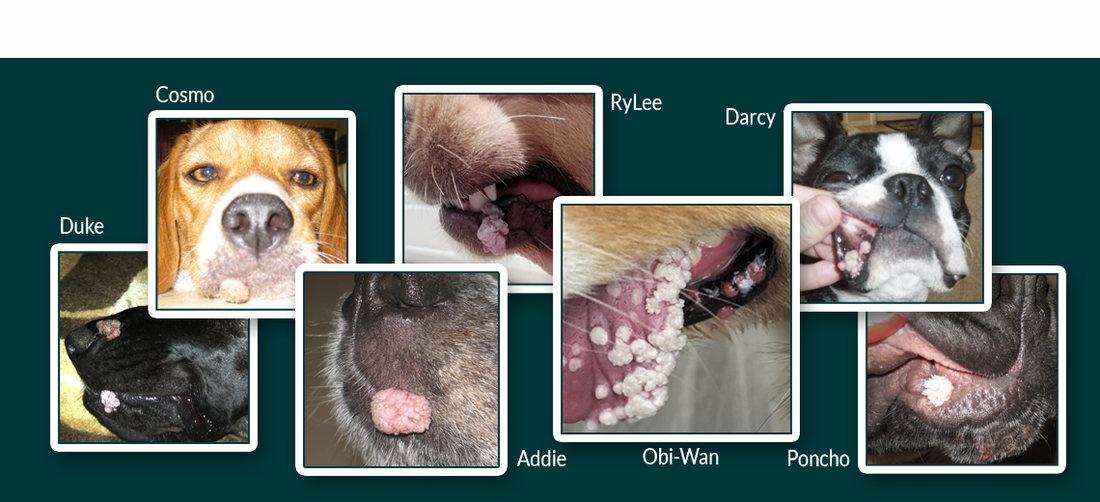 Can Dog Warts Spread, are they Contagious?