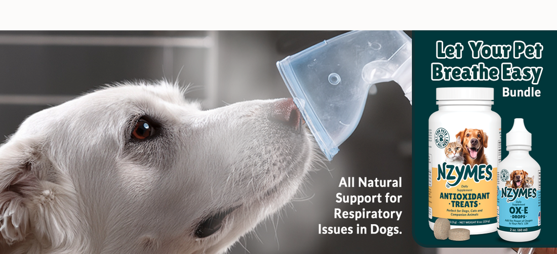 All-Natural Help for Respiratory Issues in Dogs