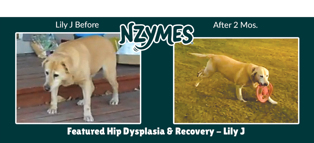 Labrador Rebounds from Hip Dysplasia & Painful Mobility