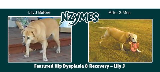 Labrador Rebounds from Hip Dysplasia & Painful Mobility