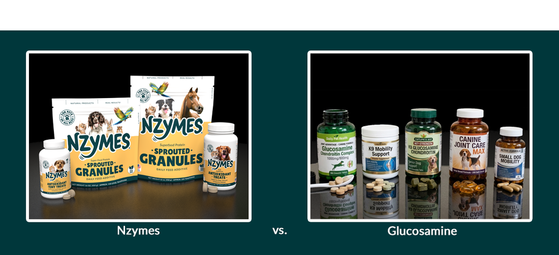 Nzymes vs. Glucosamine: Two Different Approaches to Dog Joint Health