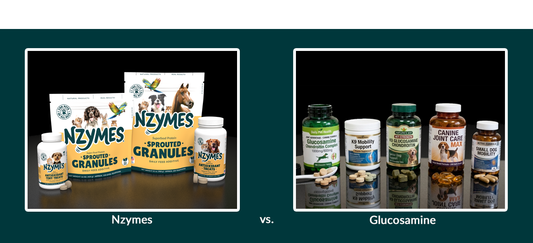 Nzymes vs. Glucosamine: Two Different Approaches to Dog Joint Health