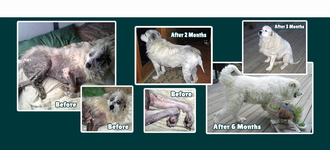Alf Ralph – Overcomes Yeasty Skin Symptoms
