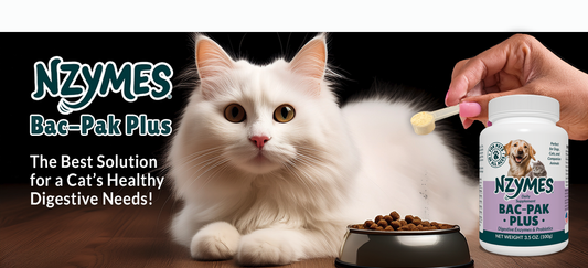 Cat Probiotics: What Actually Helps a Sensitive Gut