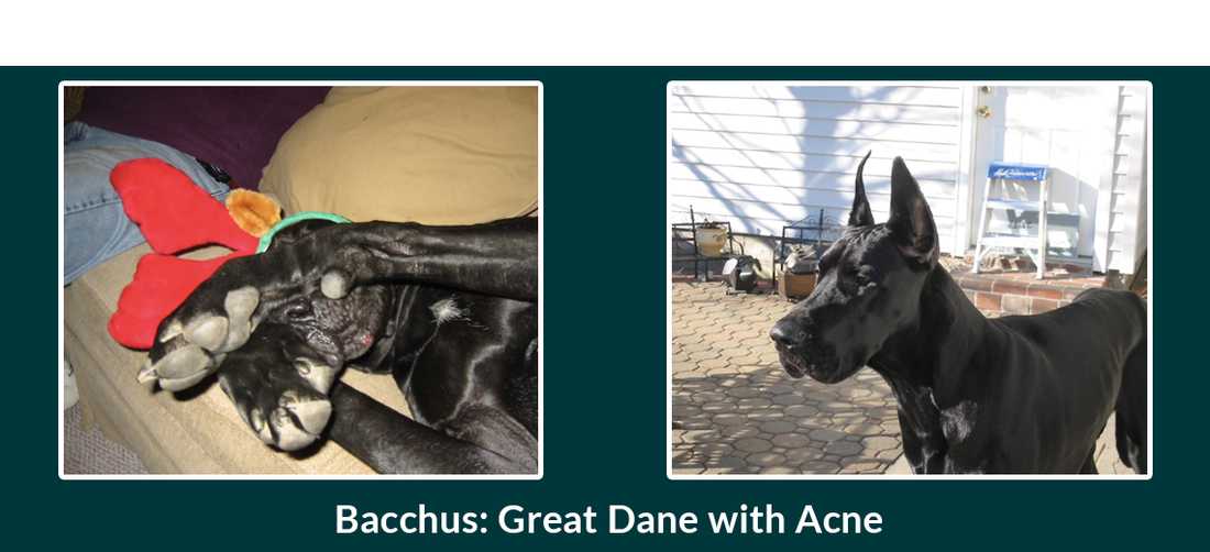 Bacchus – Great Dane Puppy Acne