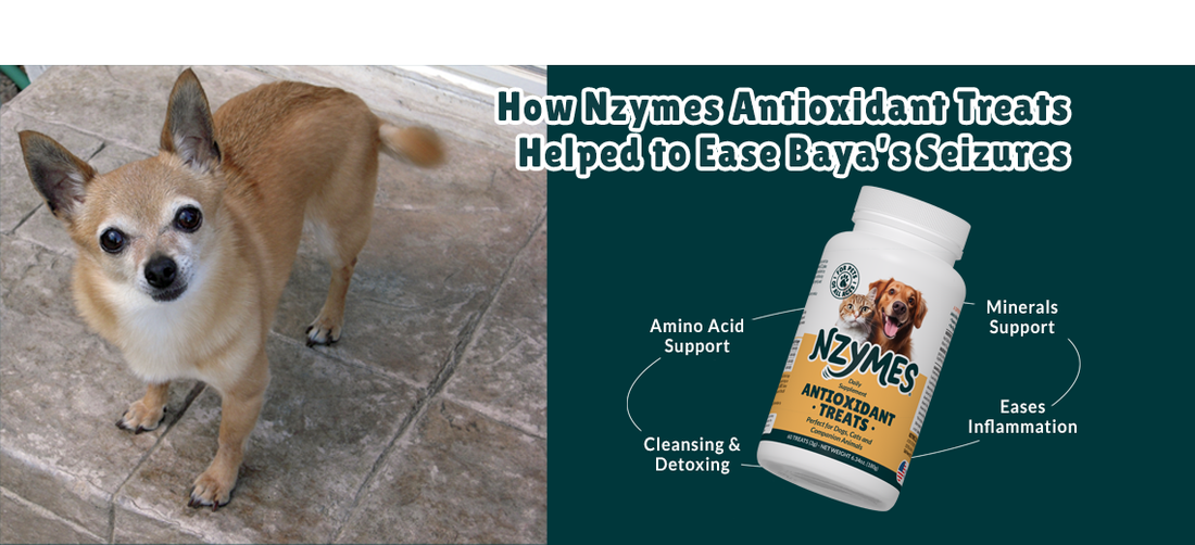 Baya, Chihuahua Dog Overcoming Seizures