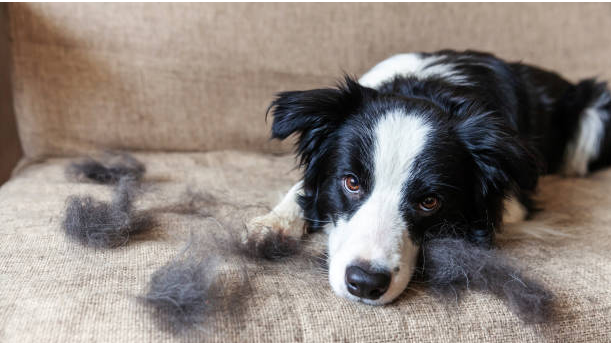 How to Stop Dog Hair Shedding – What to Know