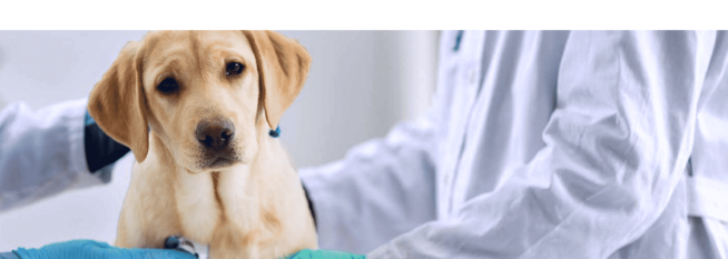 Dog Pneumonia – Natural, Effective Help Option