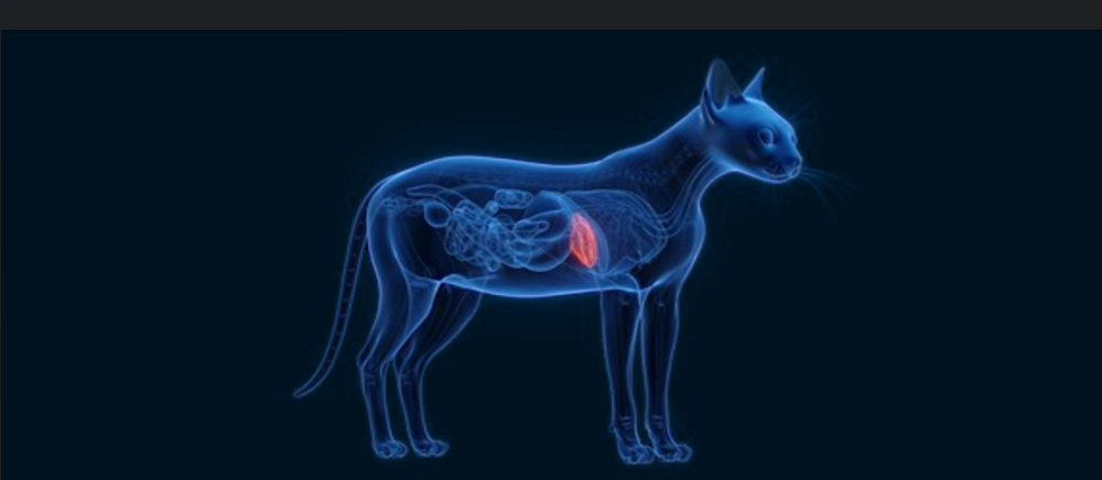 Felix and Feline Hepatitis