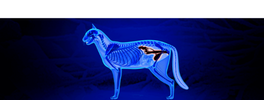 UTI and Urinary Troubles with Cats