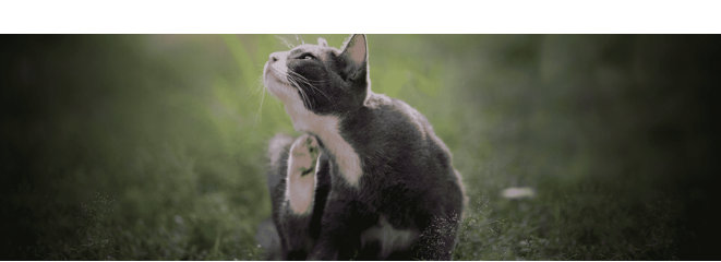 Skin Problems in Cats – What to Do