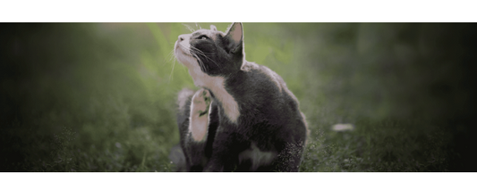 Skin Problems in Cats – What to Do