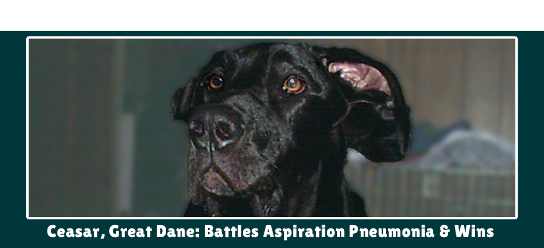 Great Dane Battles Aspiration Pneumonia – Wins