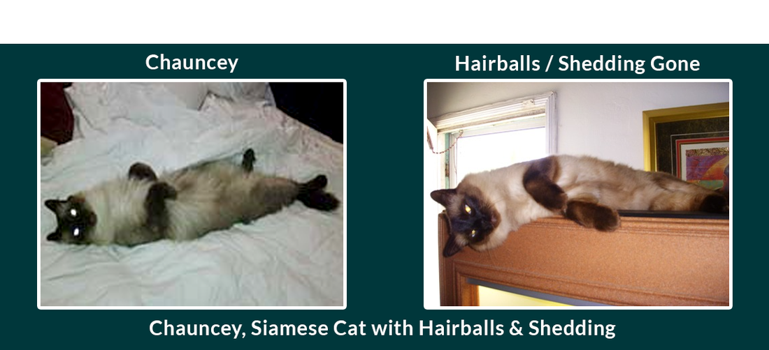 Chauncey, Siamese Cat had Hairballs and Shedding