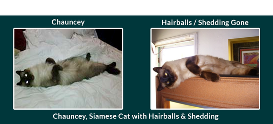 Chauncey, Siamese Cat had Hairballs and Shedding