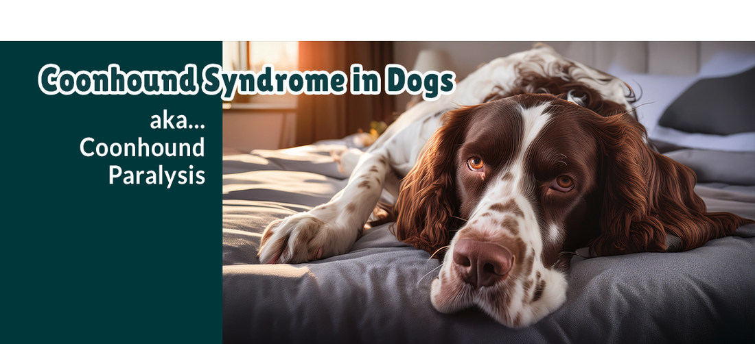Coonhound Syndrome in Dogs