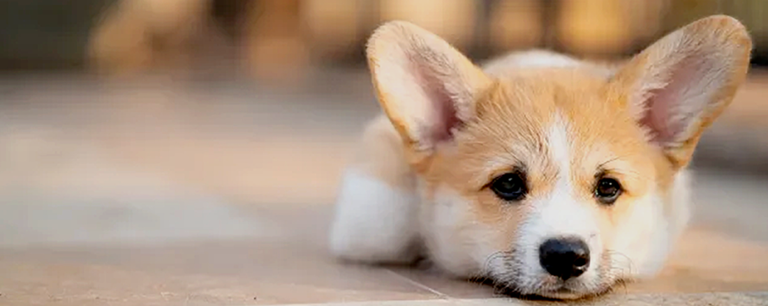 Dog Seizures: Common Factors & Prevention