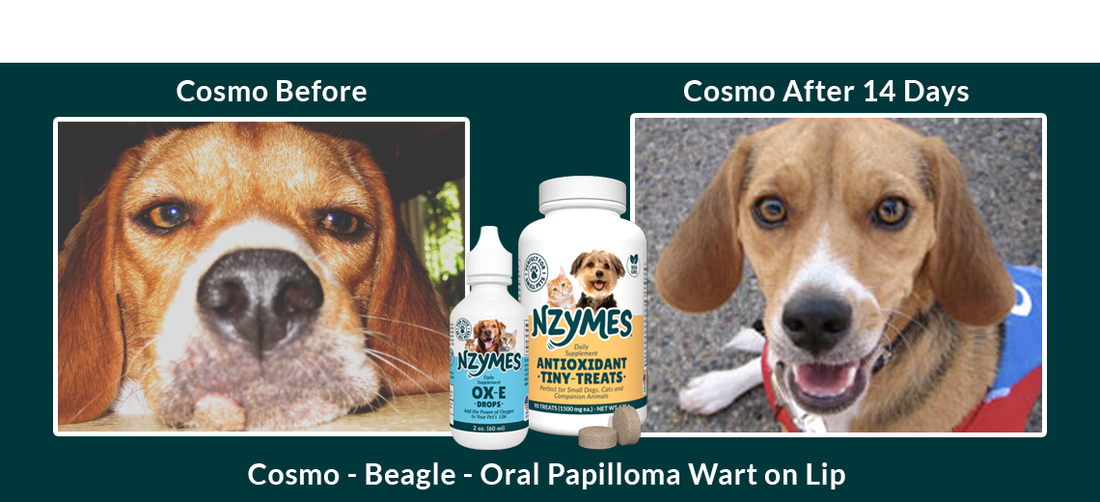Cosmo: Beagle Overcomes Oral Wart Issues