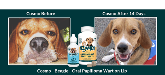 Cosmo: Beagle Overcomes Oral Wart Issues