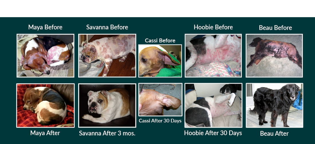 Dermatitis in Dogs