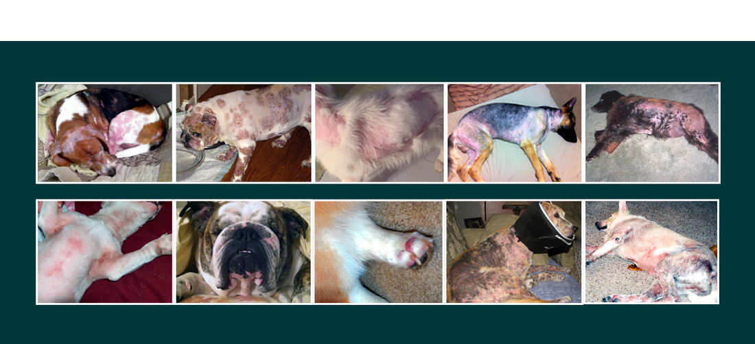 Dermatitis in Dogs