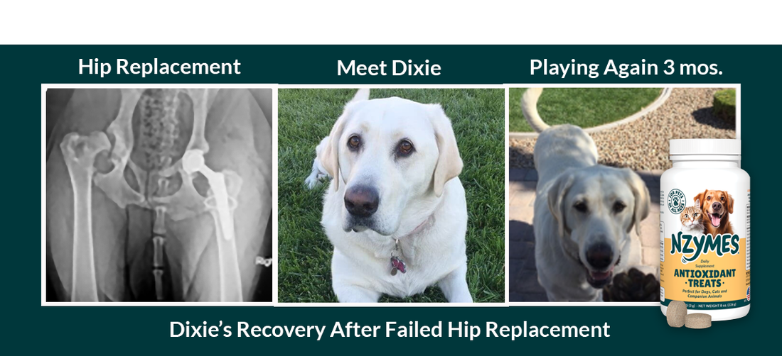Featured Story: Labrador Dog Runs & Plays Despite Worst Hips