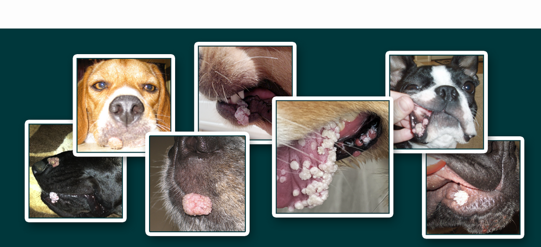 Canine ORAL Papilloma Virus – 5 Facts About Oral Dog Warts