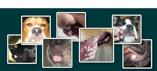 Canine ORAL Papilloma Virus – 5 Facts About Oral Dog Warts