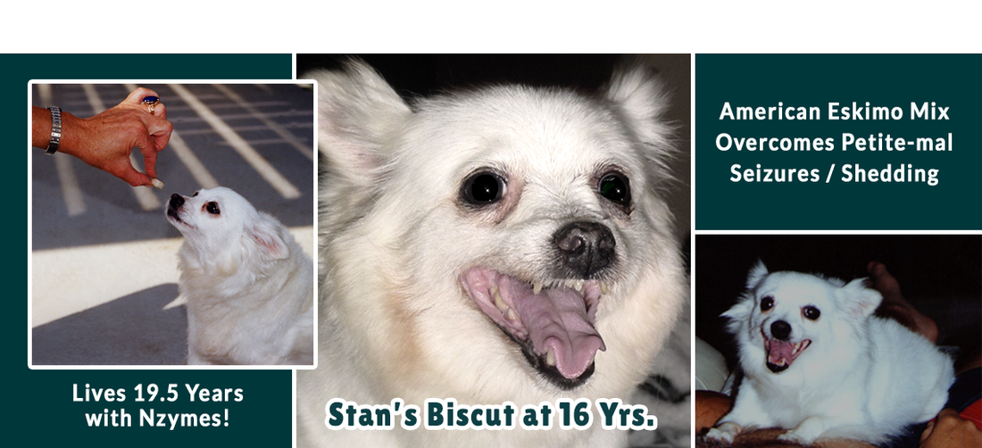 Biscut - American Eskimo Mix Overcomes Petite-mal Seizures/Shedding