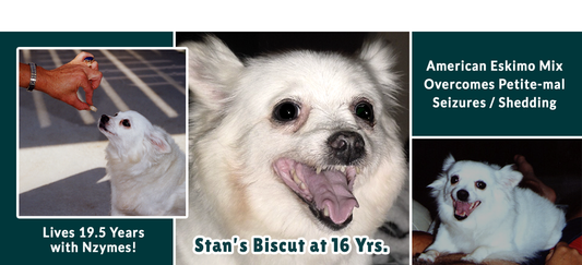 Biscut - American Eskimo Mix Overcomes Petite-mal Seizures/Shedding