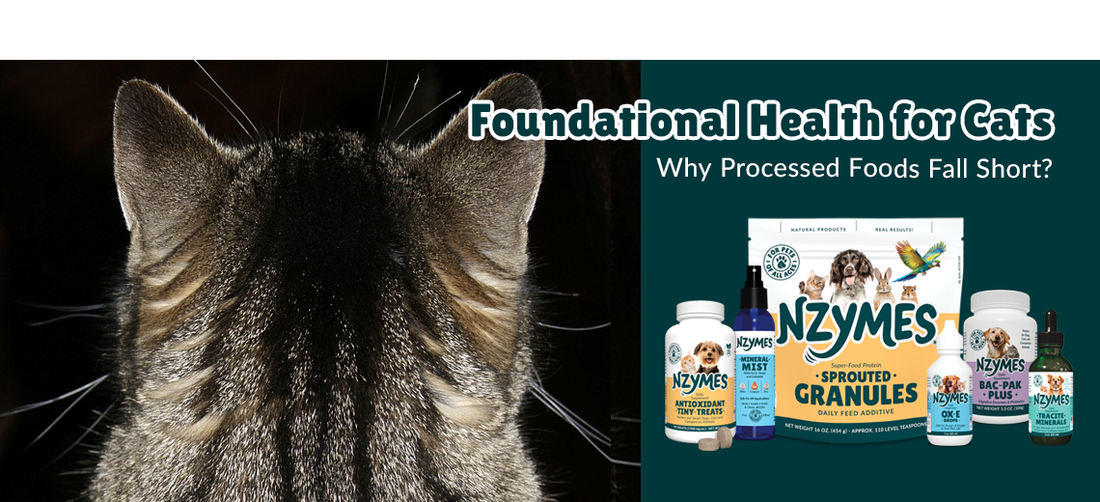 Cat Health Home