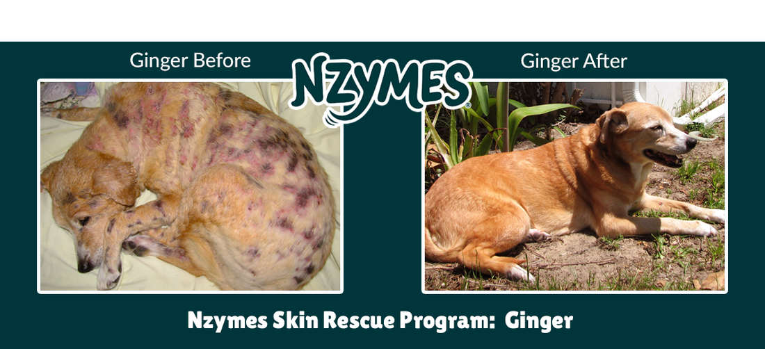 Ginger, Finally Free of Horrific Dog Skin Problems