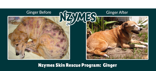 Ginger, Finally Free of Horrific Dog Skin Problems