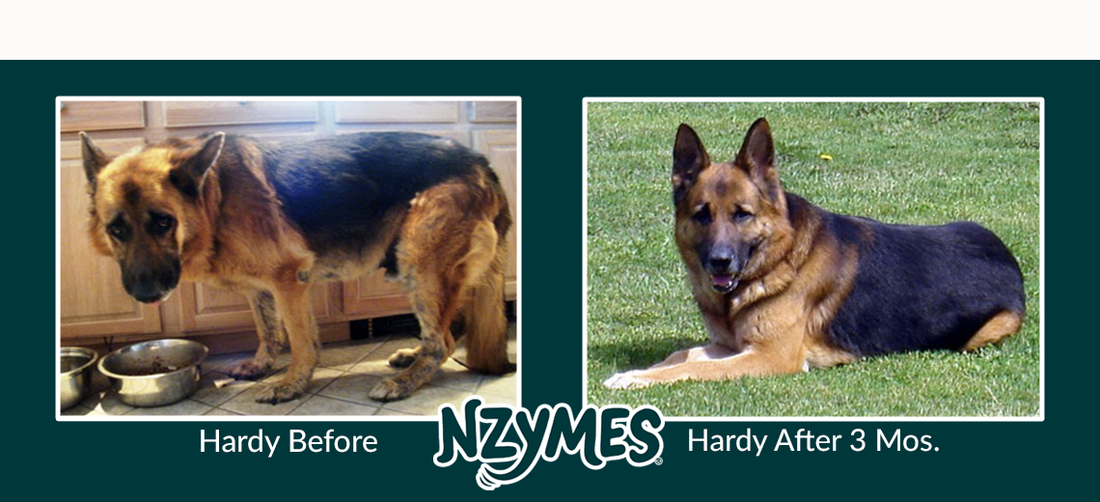Hardy’s Skin Problems: Allergies, or Yeast?