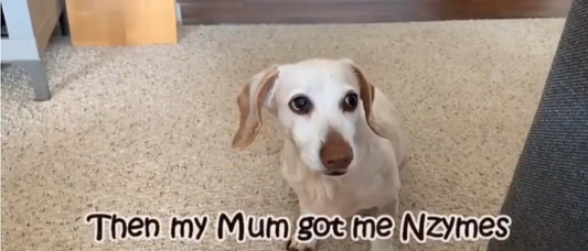 Dachshund Rebounds From Paralysis
