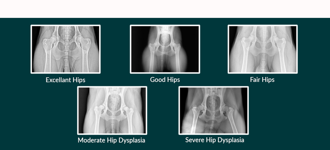 Hip Dysplasia: What it is, What can be done