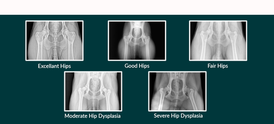 Hip Dysplasia: What it is, What can be done