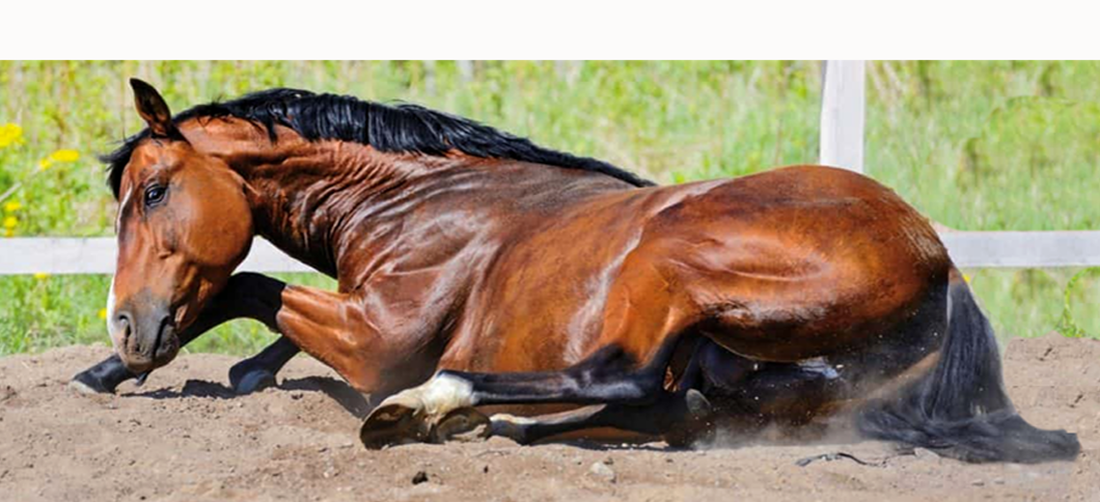 Colic in Horses – What to Look For