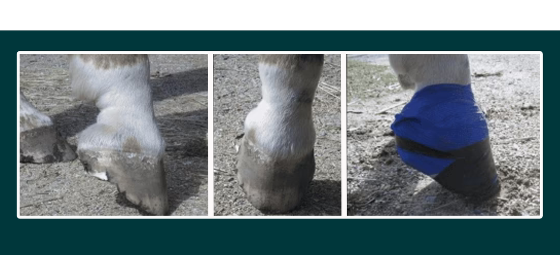 Horse Hoof Abscesses – Causes and Care
