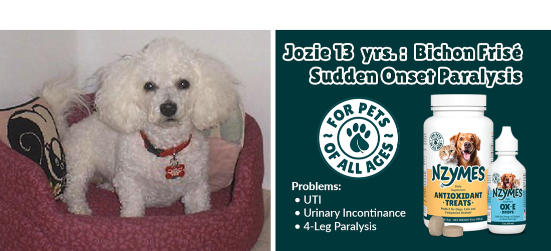 Jozie, a Bichon Frise Overcomes Sudden-onset Paralysis