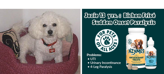 Jozie, a Bichon Frise Overcomes Sudden-onset Paralysis
