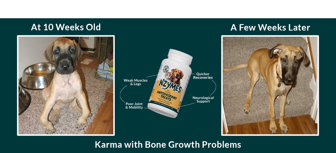Bone Disorders in Dogs