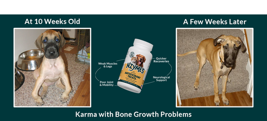 Bone Disorders in Dogs
