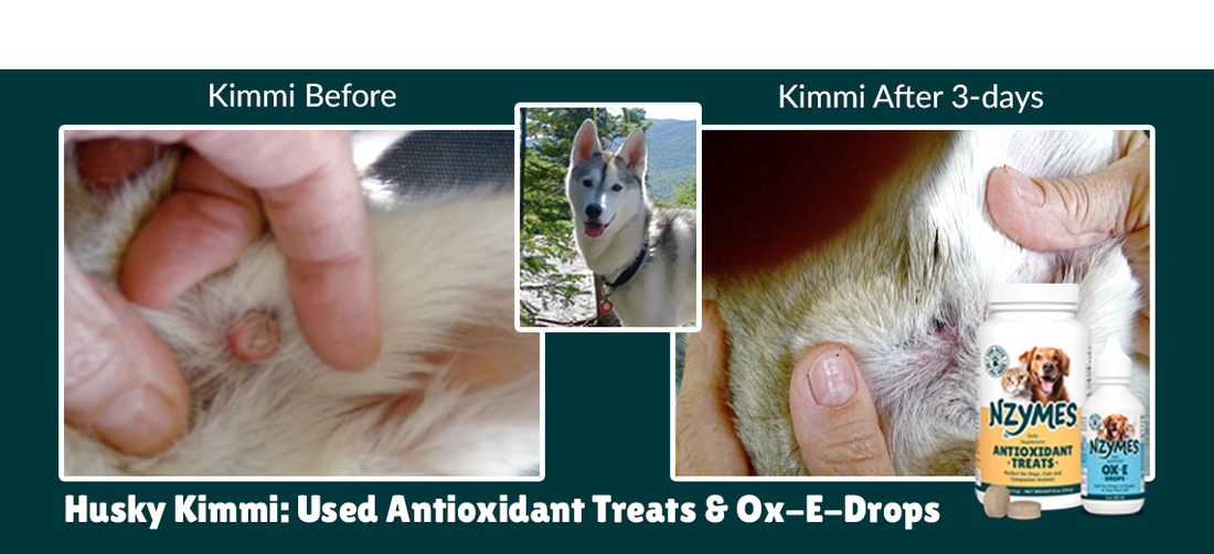 Kimmi the Husky Says Goodbye to Dog Wart