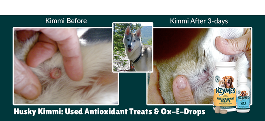 Kimmi the Husky Says Goodbye to Dog Wart