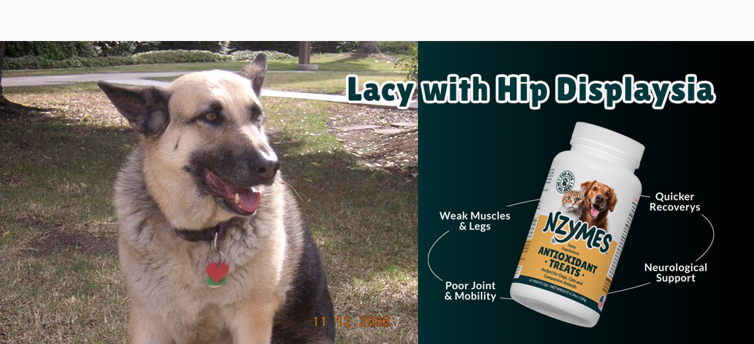 Lacy, A Shepherd Hip Dysplasia Story
