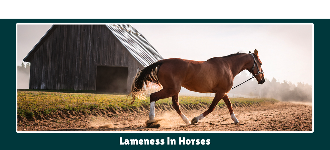 Lameness in Horses