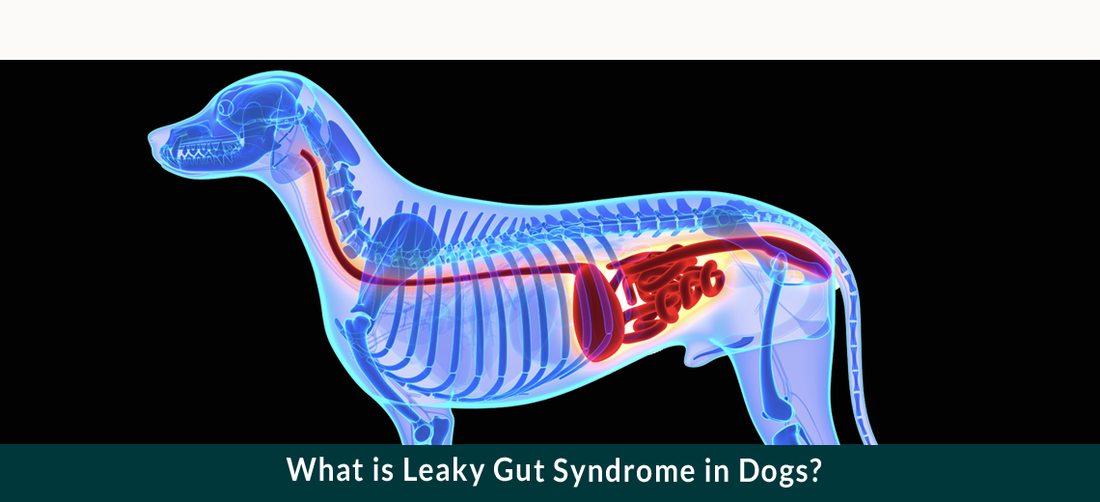 What is Leaky Gut Syndrome?